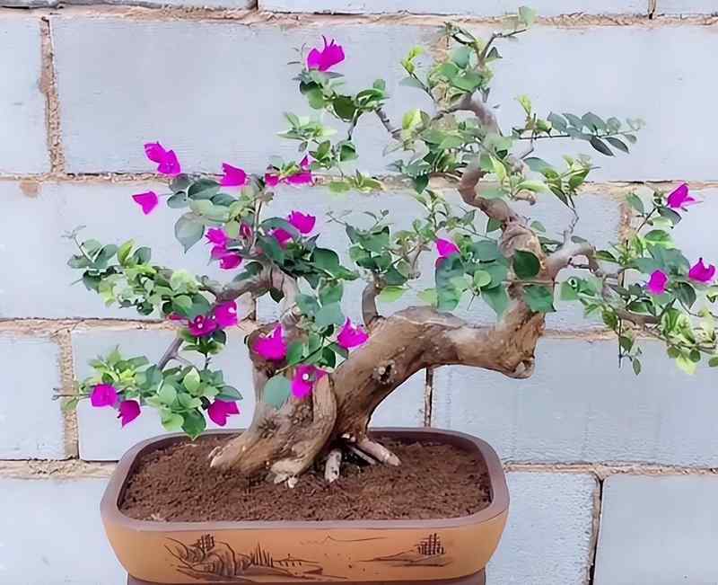  园艺爱好者：盆栽徒长逆袭的精密修剪方案 家电市场