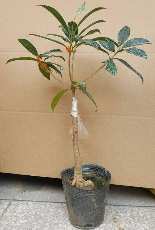  园艺爱好者：盆栽徒长逆袭的精密修剪方案 家电市场