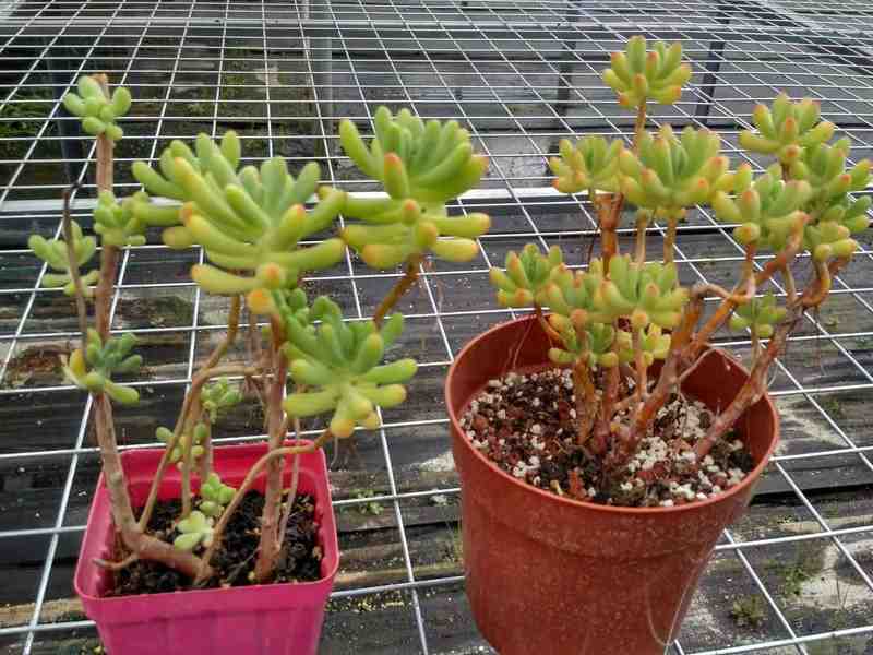  园艺爱好者：盆栽徒长逆袭的精密修剪方案 家电市场