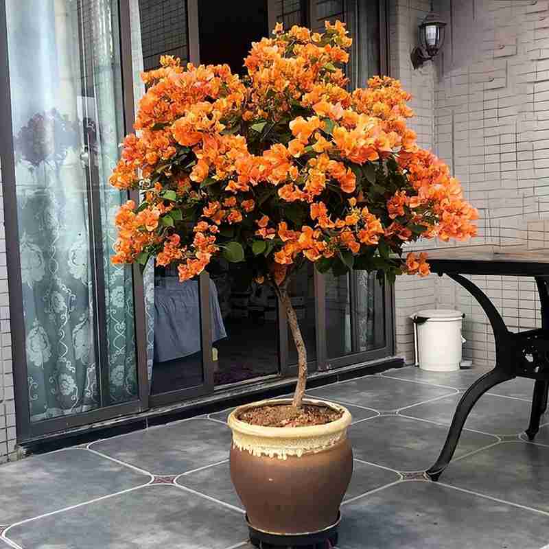  园艺爱好者：盆栽徒长逆袭的精密修剪方案 家电市场