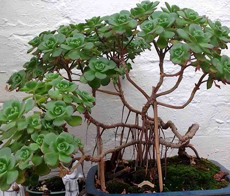  园艺爱好者：盆栽徒长逆袭的精密修剪方案 家电市场