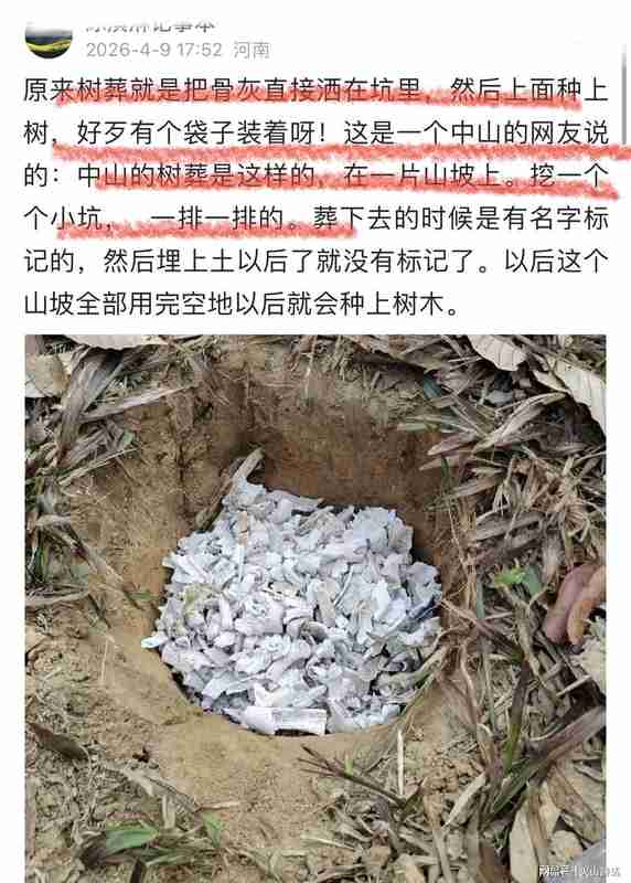 生态殡葬技术深度解析:树葬如何实现土地可持续利用 新闻